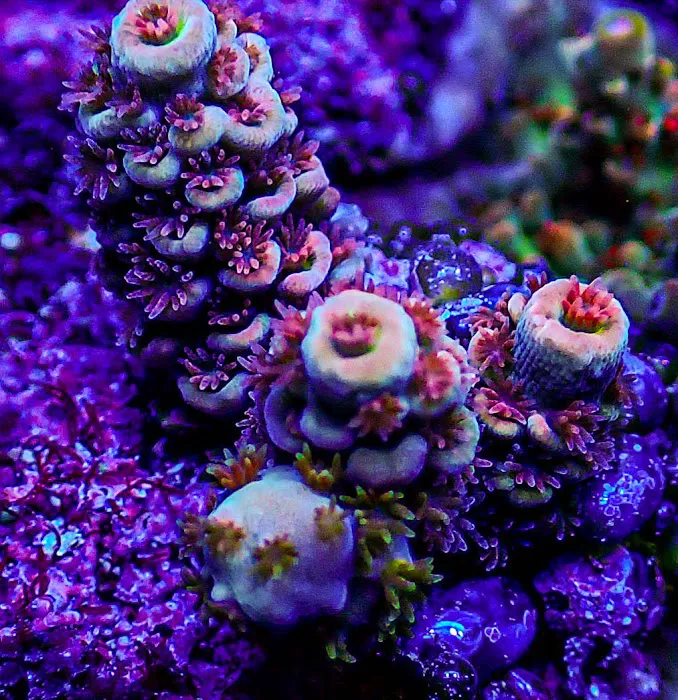 Ultimate Corals Picture 8