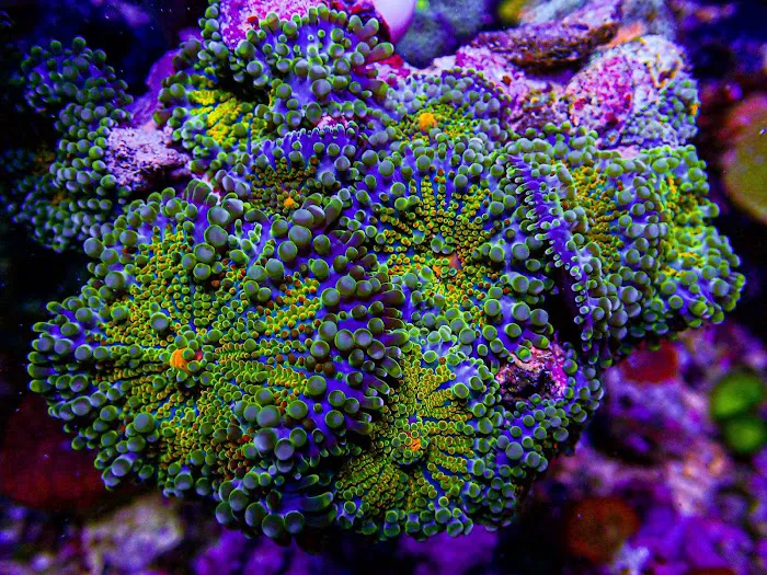 Ultimate Corals Picture 10