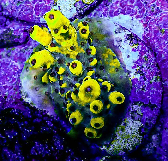 Ultimate Corals Picture 9