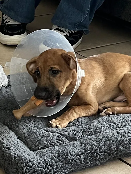 Advanced Pet Care Picture 10