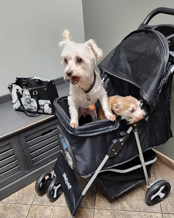 All Paws Riverside Animal Hospital Picture 4