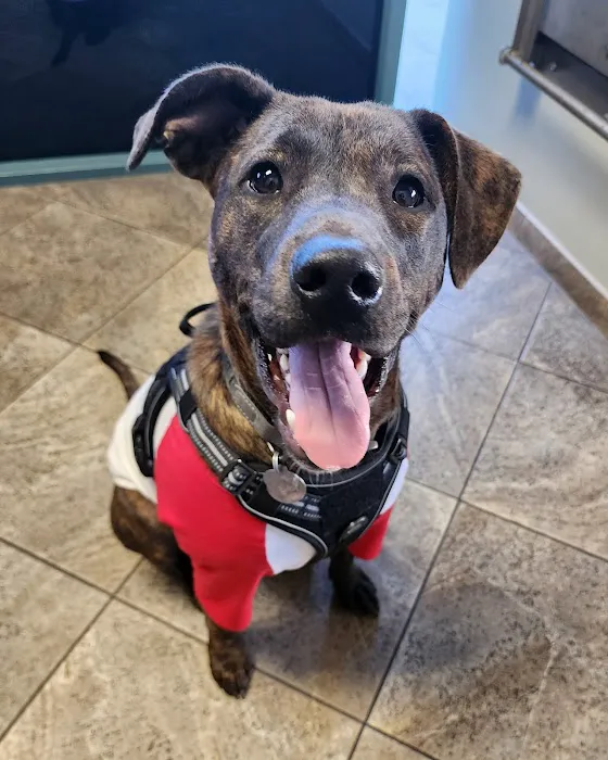 All Paws Riverside Animal Hospital Picture 1