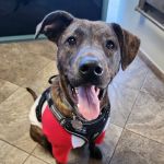 All Paws Riverside Animal Hospital