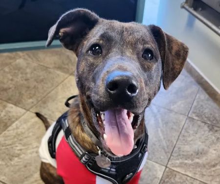 All Paws Riverside Animal Hospital