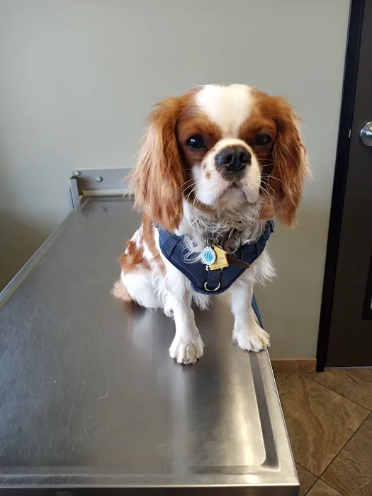 All Paws Riverside Animal Hospital Picture 5