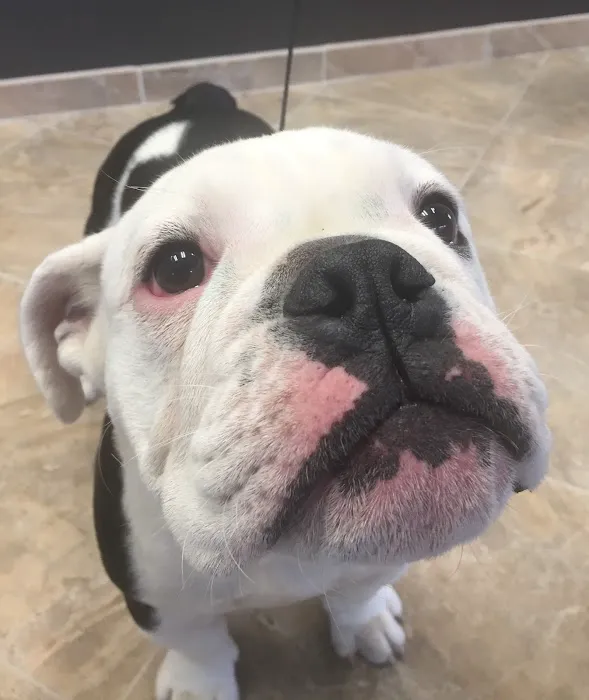 All Paws Riverside Animal Hospital Picture 10