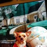 Animal Emergency Clinic
