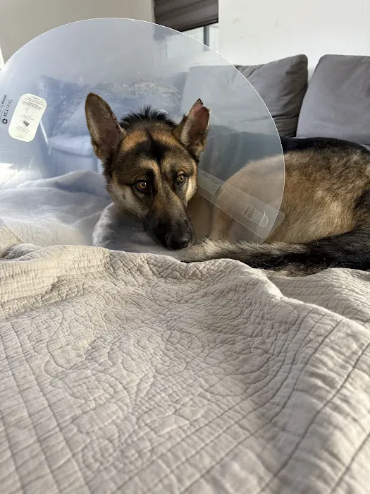 Animal Emergency Clinic Picture 7