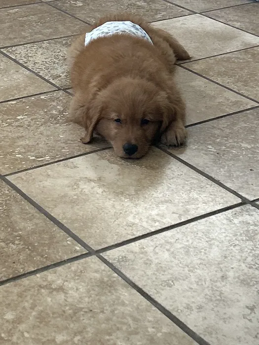 Animal Emergency Clinic Picture 6