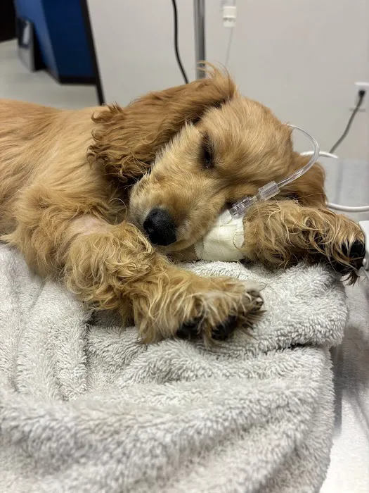 Moreno Valley Animal Hospital Picture 8