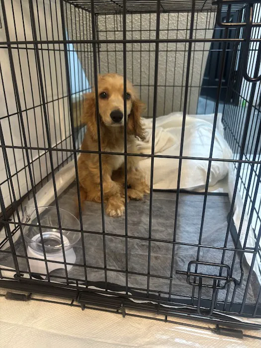Moreno Valley Animal Hospital Picture 9
