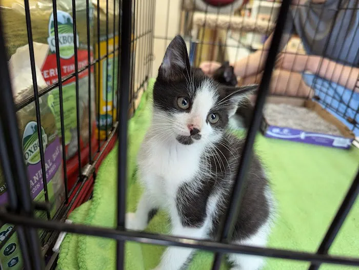 Madison Pet Shop Picture 4