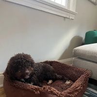 Madison Pet Shop ico