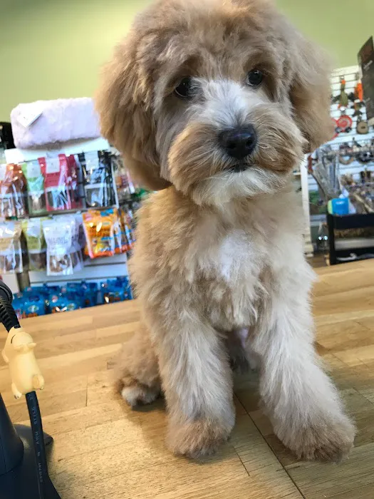 Well Bred - The Healthy Pet Marketplace Picture 10