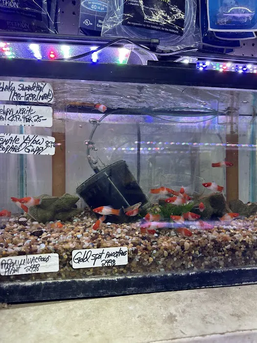 Ely's Tropical Fish Picture 5