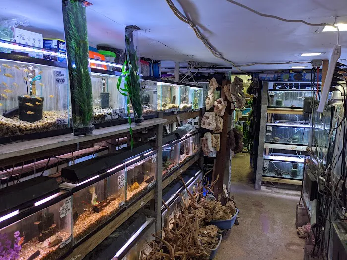 Ely's Tropical Fish Picture 1