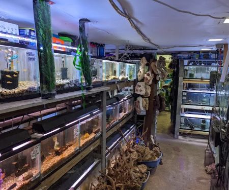 Ely's Tropical Fish