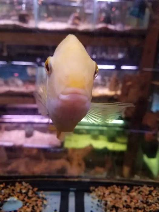 Ely's Tropical Fish Picture 7