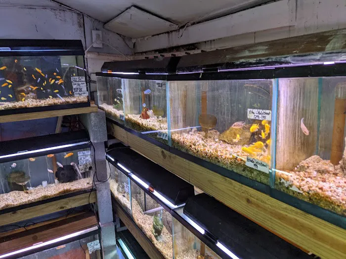 Ely's Tropical Fish Picture 10