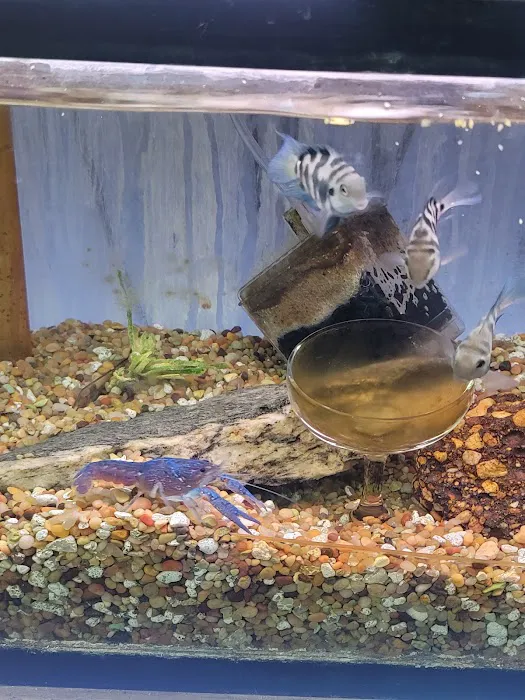 Ely's Tropical Fish Picture 3