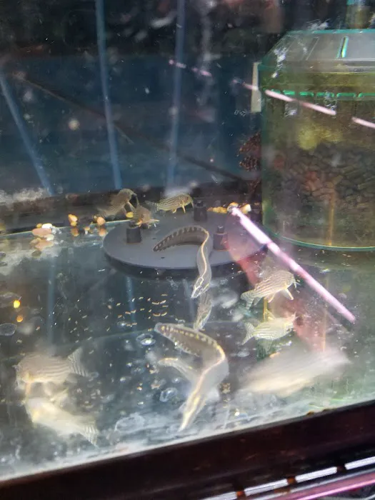 Ely's Tropical Fish Picture 8