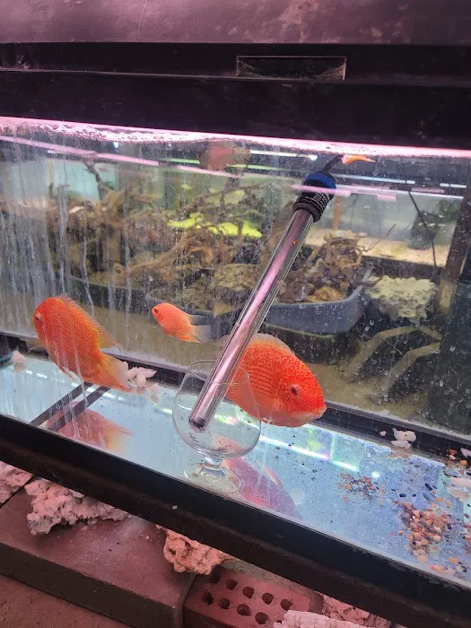 Ely's Tropical Fish Picture 2