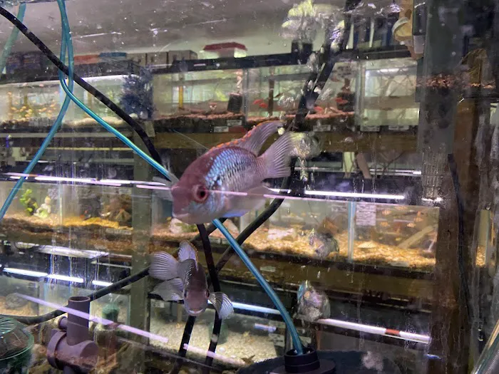 Ely's Tropical Fish Picture 4