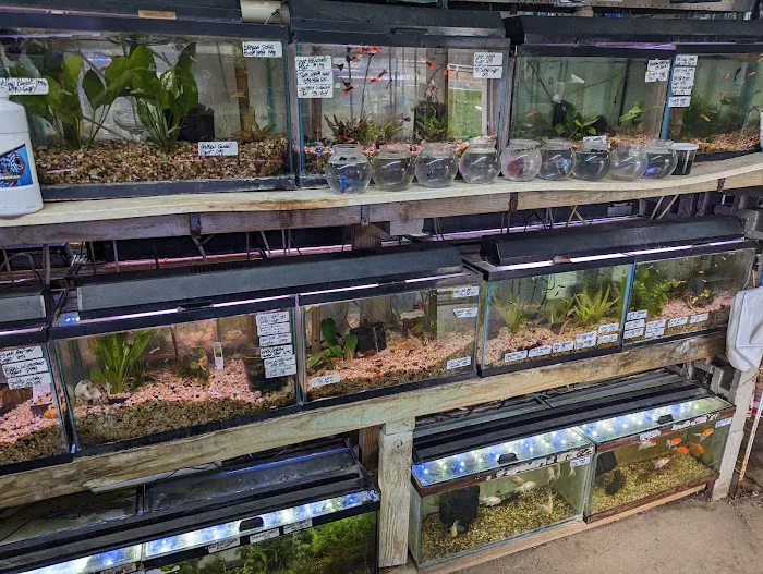 Ely's Tropical Fish Picture 9