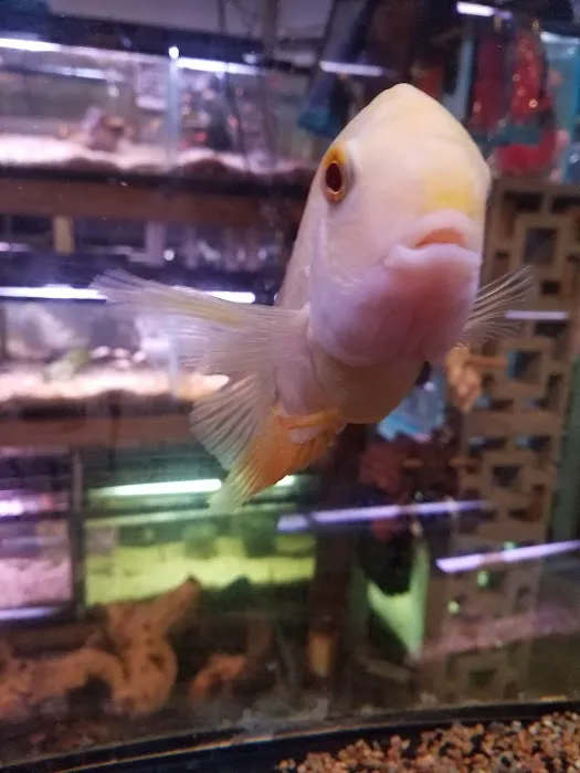 Ely's Tropical Fish Picture 6