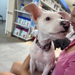 Loma Linda Animal Hospital