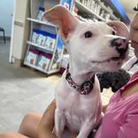 Loma Linda Animal Hospital ico