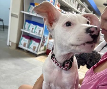 Loma Linda Animal Hospital