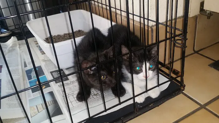 Loma Linda Animal Hospital Picture 3