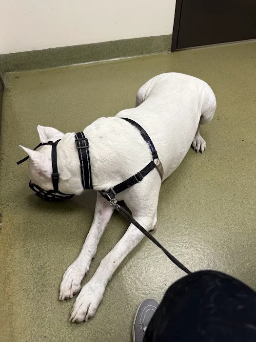 Moreno Valley Community Vet Care Picture 3