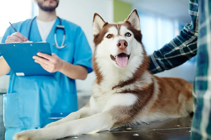 Moreno Valley Community Vet Care Picture 4