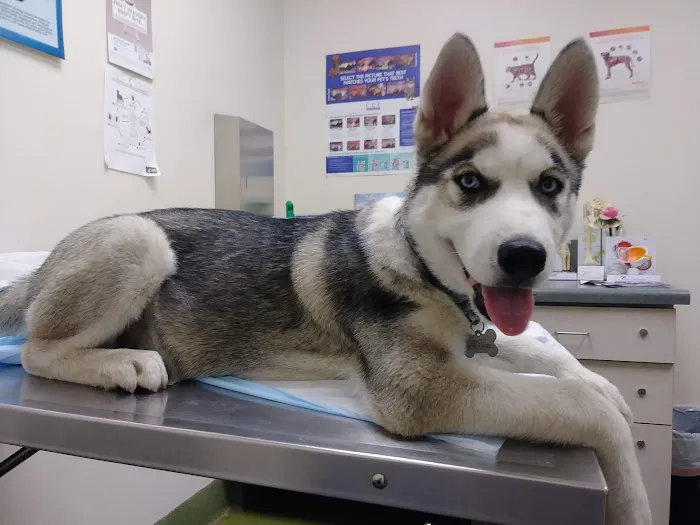 Moreno Valley Animal Clinic Picture 8