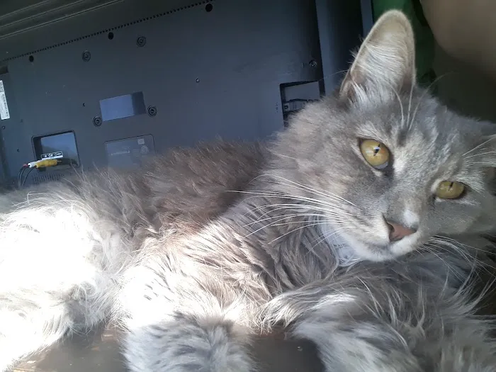 Moreno Valley Animal Clinic Picture 3