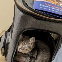 Vetco Total Care Animal Hospital ico