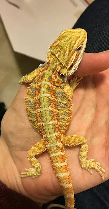 DBD Pet Picture 1
