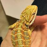 DBD Pet