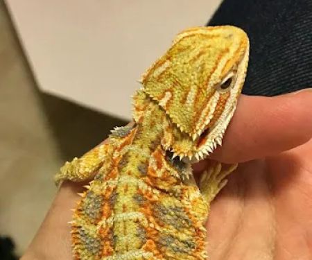DBD Pet