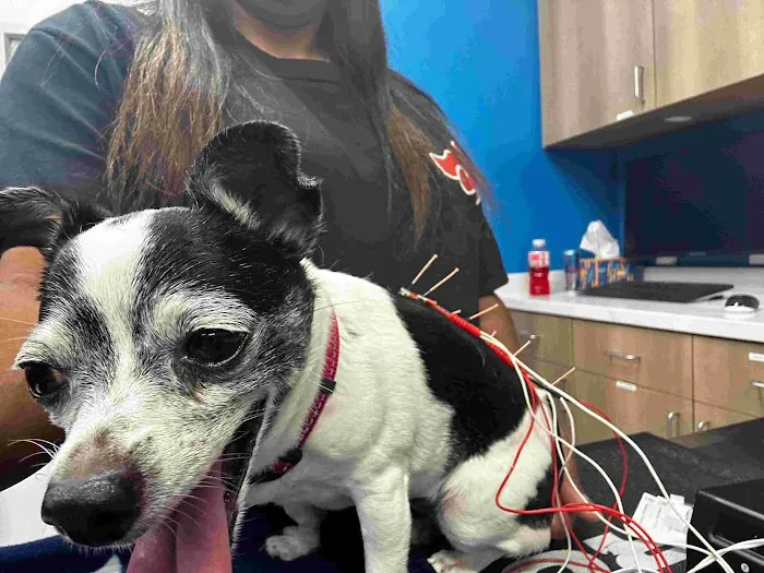 9Tails Veterinary Clinic Picture 8