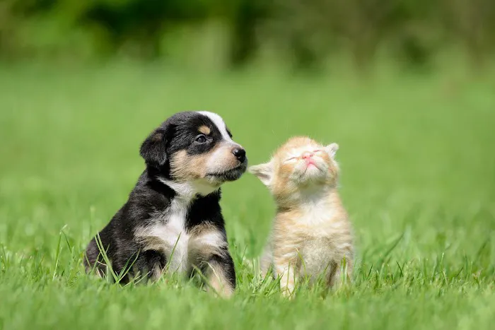 Animal Hospital of Eagle Glen Picture 9