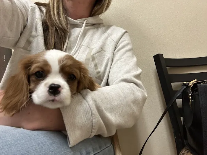Animal Hospital of Eagle Glen Picture 1
