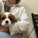 Animal Hospital of Eagle Glen