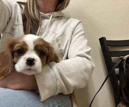 Animal Hospital of Eagle Glen
