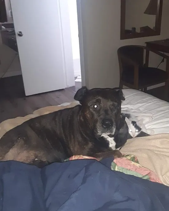 Animal Hospital of Eagle Glen Picture 8