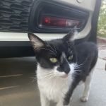 Vetco Vaccination Clinic