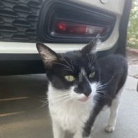 Vetco Vaccination Clinic ico