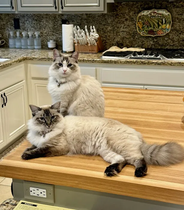 Ragdoll Kittens by Kelly Picture 7